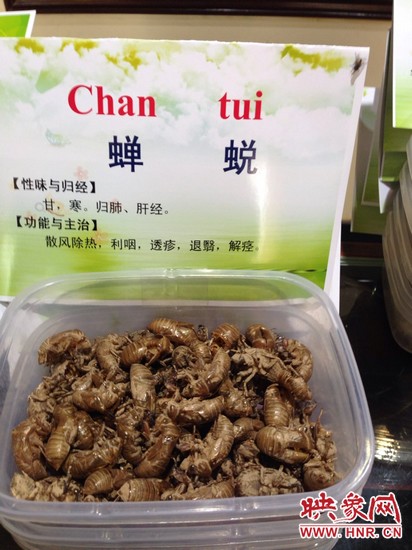 你可能沒想到，這個知了幼蟲退下的皮還是一味藥，對嗎？