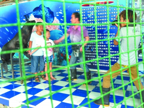 海獅就這樣被飼養(yǎng)員和攝影師擺弄，稍不聽話就會遭到毒打。