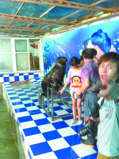 海獅館內(nèi)的攝影師警惕性很高,禁止記者拍照。