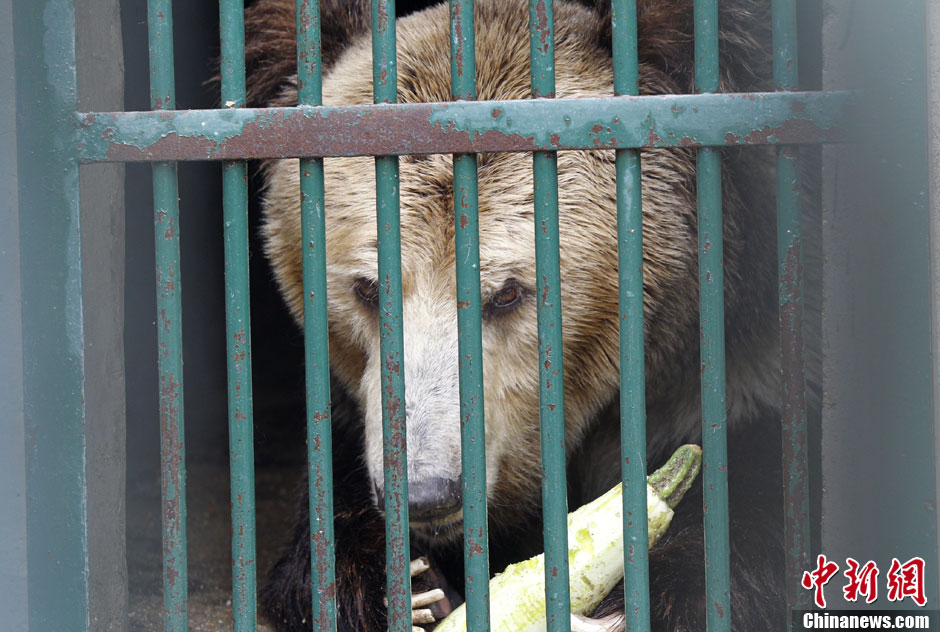 6月19日，河南鄭州，新密市動物園咬死飼養(yǎng)員的肇事棕熊被暫押在鄭州動物園內(nèi)，該熊“臥室”周圍被三重鋼