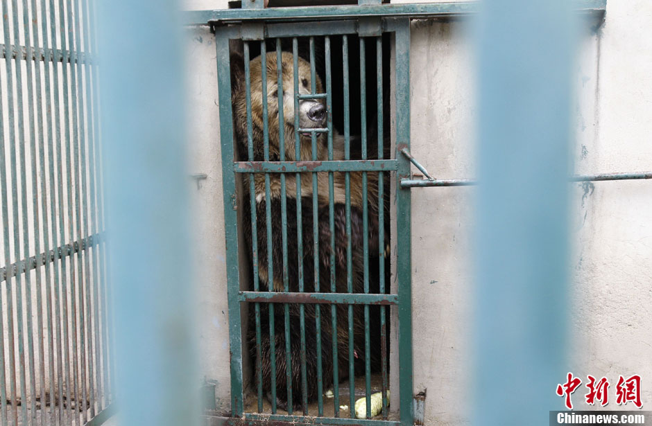 6月19日，河南鄭州，新密市動物園咬死飼養(yǎng)員的肇事棕熊被暫押在鄭州動物園內(nèi)，該熊“臥室”周圍被三重鋼