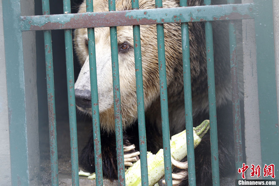 6月19日，河南鄭州，新密市動物園咬死飼養(yǎng)員的肇事棕熊被暫押在鄭州動物園內(nèi)，該熊“臥室”周圍被三重鋼