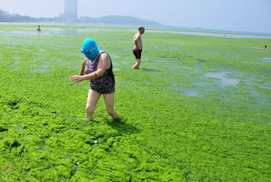 2013年7月3日，山東青島青島高溫來(lái)襲，“青島大媽”不懼滸苔，戴著“強(qiáng)盜面具”出現(xiàn)在海水浴場(chǎng)消暑降