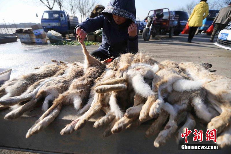 圖為12月14日，104國道靜海縣城附近，家養(yǎng)的大雁和野鴨被擺在一起售賣。田寶希 攝 圖片來源：CF