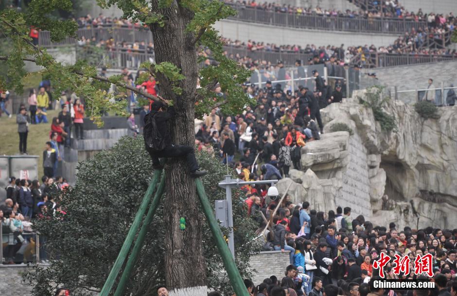 重慶一市民為占據有利位置，爬上銀杏樹觀看自己喜歡的明星。