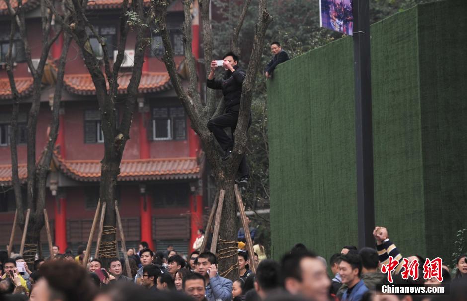 重慶一市民為占據有利位置，爬上銀杏樹觀看自己喜歡的明星。