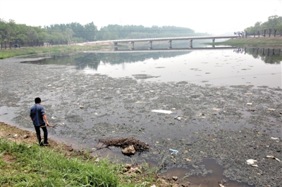 南沙河中漂浮著大量生活垃圾和腐爛水草等物，岸邊出現大量死魚。新京報記者郭鐵流攝