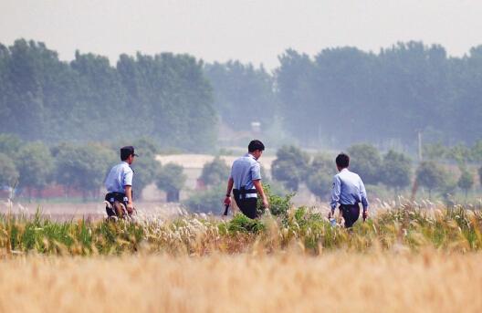 昨日上午，合肥長豐縣雙墩鎮(zhèn)，民警分成小隊在案發(fā)村莊附近麥田搜捕嫌犯。記者劉玉才/攝