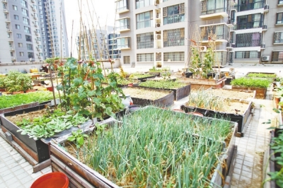  小區3層商鋪的樓頂是個大平臺，個人圍起來的“小菜園”約有50多個。