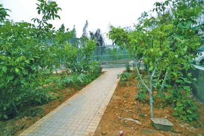 路兩邊是核桃樹，而路的盡頭救助野生鳥類的籠子，鴨子和鵝占了鵲巢