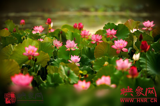 7月5日,第七屆淮陽(yáng)荷花節(jié)將于7月8日正式拉開序幕。