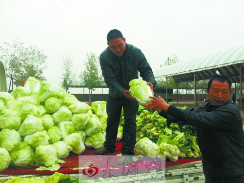 白菜進入大量上市期,但價格卻不便宜。