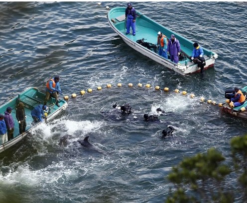 圖為當?shù)貪O民正在把海豚趕入屠殺圈內。