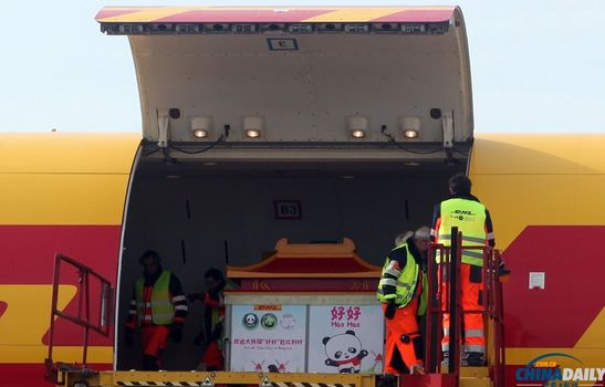大熊貓“好好”抵達布魯薩爾國際機場。記者 付敬 攝