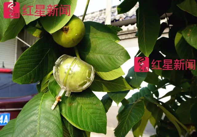 文玩核桃遇冷由幾萬(wàn)一對(duì)降到5元沒人要？商戶否認(rèn)