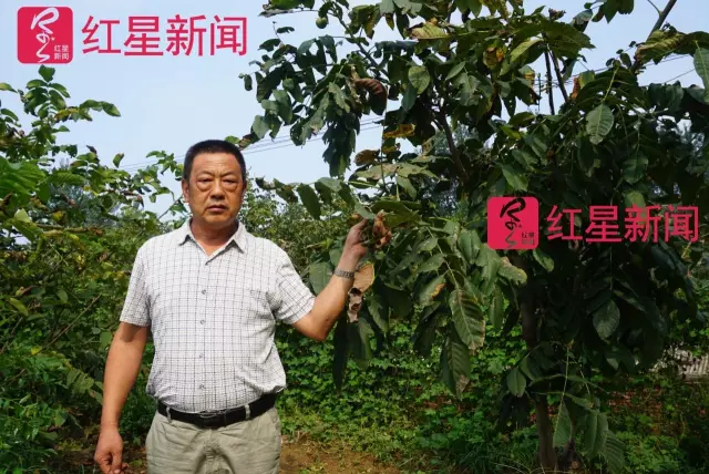 文玩核桃遇冷由幾萬(wàn)一對(duì)降到5元沒人要？商戶否認(rèn)