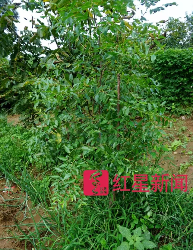 文玩核桃遇冷由幾萬(wàn)一對(duì)降到5元沒人要？商戶否認(rèn)