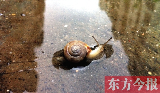 堵車俺不怕，就怕發(fā)大水，這不，一大早蹚水過街，現(xiàn)在已經(jīng)是下午了，俺還在馬路中間呢