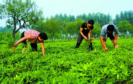 7月16日，內(nèi)黃縣后河鎮(zhèn)余莊村村民在花生地里除草。