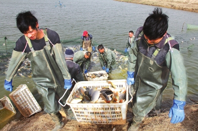 3月18日，漁民在溫縣黃河鯉魚生態(tài)養(yǎng)殖基地捕魚，近日，溫縣3000畝黃河鯉魚生態(tài)養(yǎng)殖基地的頭茬魚開始