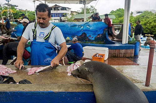 海獅變魚攤?？?排隊“購買”金槍魚