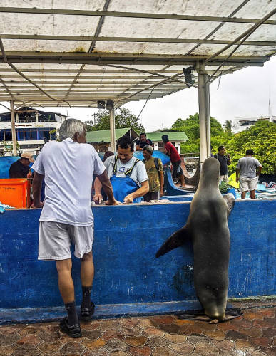 海獅變魚攤?？?排隊“購買”金槍魚