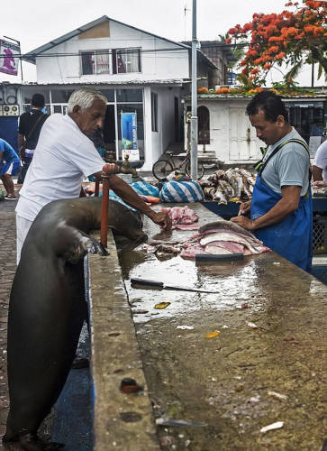 海獅變魚攤?？?排隊“購買”金槍魚