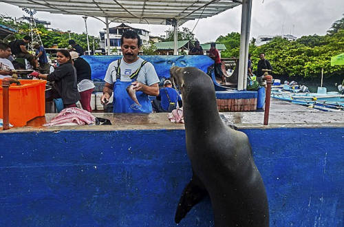 海獅變魚攤?？?排隊“購買”金槍魚