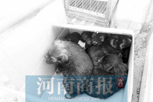 一家只能養一只狗，多余的被暫扣