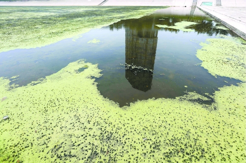 幾近干涸、臭氣熏天、長(zhǎng)滿水草的東風(fēng)渠，已不見(jiàn)往日容顏　 記者 侯建勛/攝