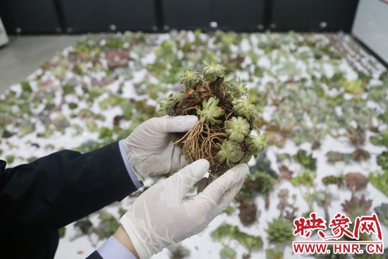這些被截獲的多肉植物郵件面單上的品名大多申報為“禮物”、“衣服”等，屬于瞞報行為。