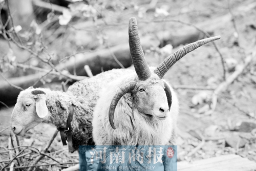 “咩……我的原主人說，他養了一輩子羊，也沒見過我這種情況”