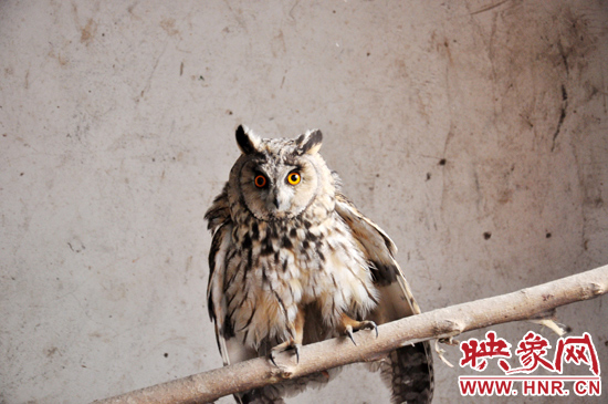 據了解，長耳鸮屬于夜行動物，是一種益鳥，主要捕食鼠類。