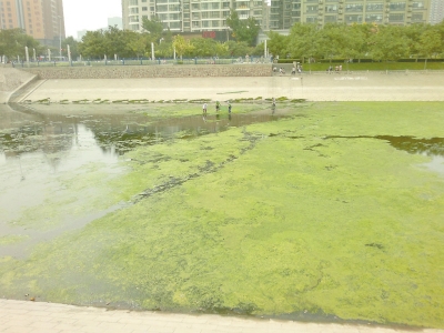 綠藻野蠻生長(zhǎng)，給東風(fēng)渠的水質(zhì)，帶來(lái)極大威脅。