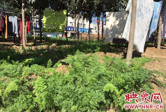 西四環(huán)中原路交叉口，大片生態(tài)廊道被毀，變成私家菜園。