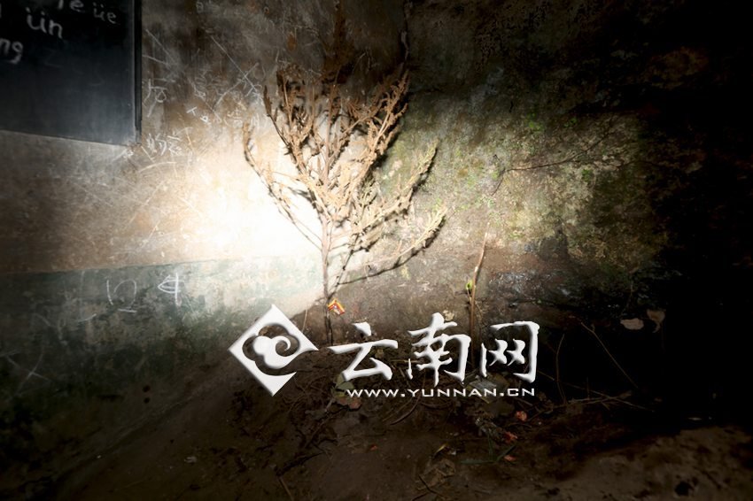 　教室里沒有燈，光線太暗，村民便種下了野蘇麻，希望教室有綠色，讓孩子們看到“希望”。 徐弘毅 攝