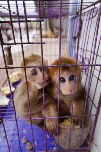獼猴、麂子、白鷴、果子貍、豪豬、豺狗、熊、竹鼠等國家保護野生動物或瀕危物種，在此成為各路食客的盤中餐