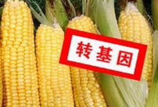 轉基因食品