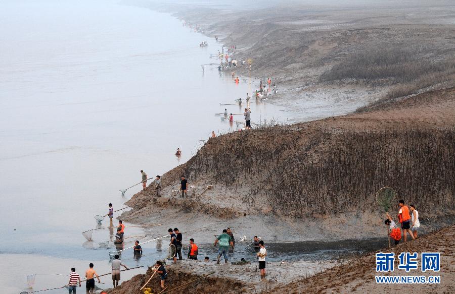  7月6日,在山西省平陸縣黃河岸邊,人們在捕撈黃河“流魚”。