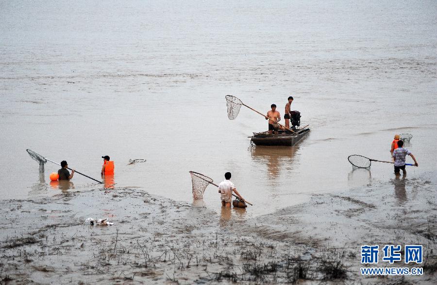 7月6日,在山西省平陸縣黃河河道內,人們在捕撈黃河“流魚”。