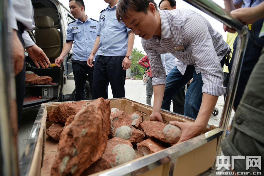 2015年4月19日，廣東河源，道路改造施工現(xiàn)場(chǎng)，挖出一大窩恐龍蛋化石。