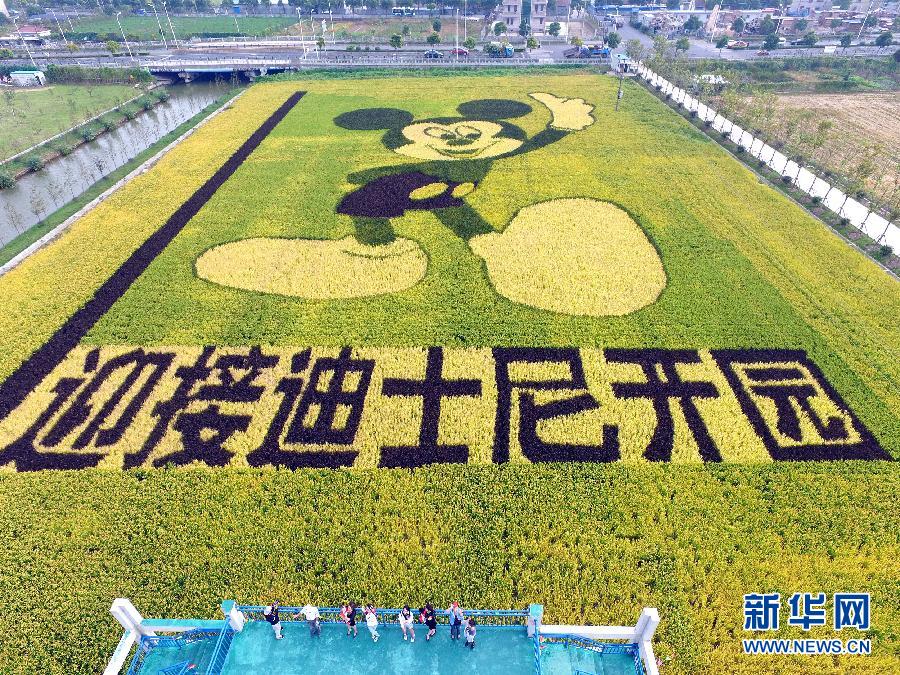 10月25日，游客在觀景臺上觀賞“米老鼠”稻田畫。