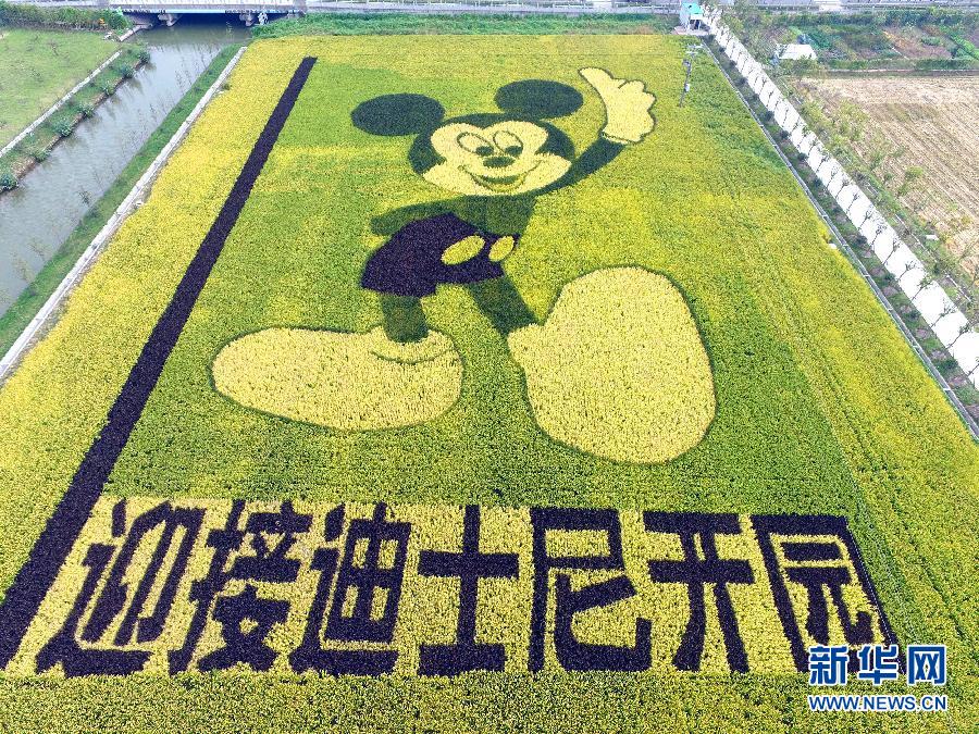 10月25日，游客在觀景臺上觀賞“米老鼠”稻田畫。