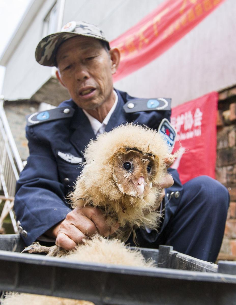這5只雛鳥長得既像貓頭鷹，又像老鷹，危億玲和她丈夫便上網查詢，也沒查出來到底是什么動物。因為擔心這些雛鳥是保護動物，放在自己家里會養不好，危億玲便聯系上了都昌縣林業局野生動植物保護管理站。