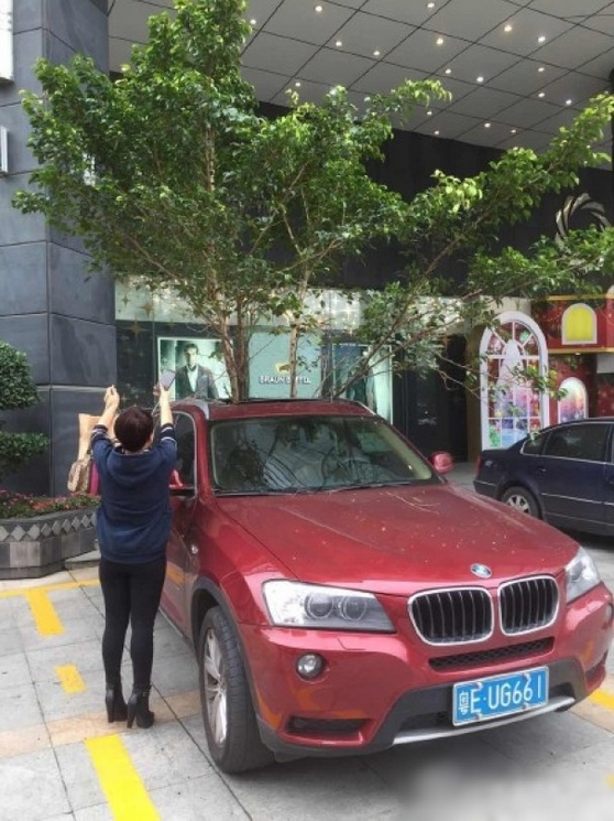 一輛停在停車位上的寶馬轎車，被墜落的樹枝砸中，樹枝徑直插入車內，現場引發不少市民圍觀拍照。
