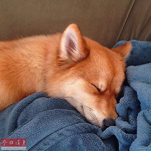 狐貍還是狗？藍眼睛萌寵走紅網絡