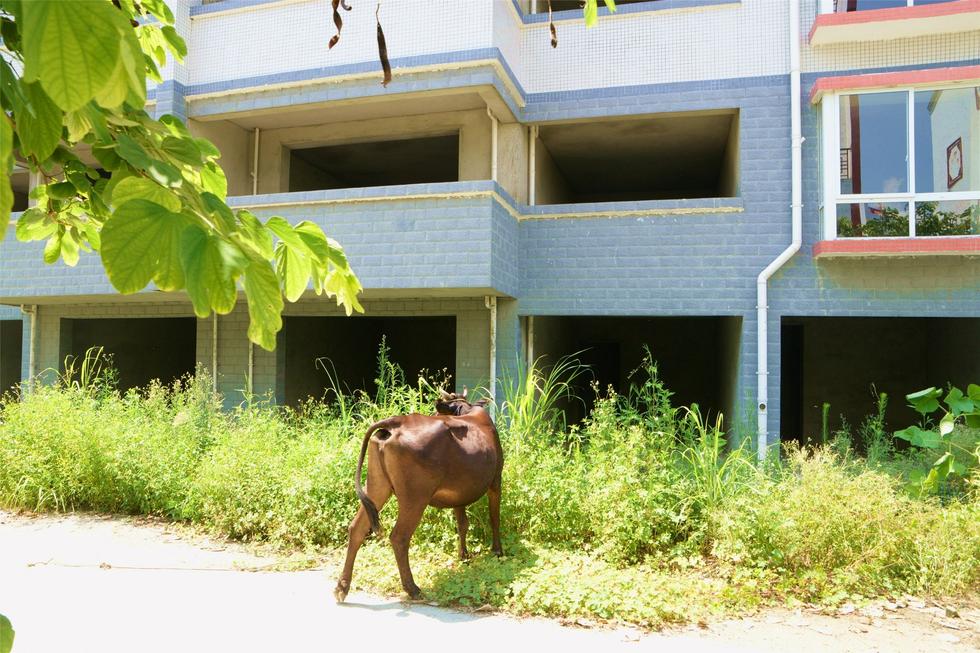 2016年7月26日，村民在廣西來賓市忻城縣隆達山水福城荒廢別墅間放牛。