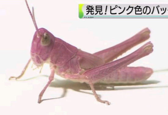 日本發(fā)現粉色蝗蟲 可能系基因突變(圖)