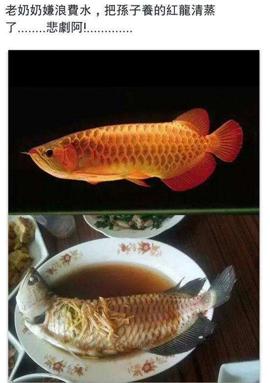 老奶奶嫌浪費(fèi)水,把孫子養(yǎng)的紅龍清蒸了。圖片取自臺媒