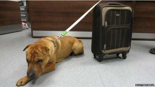 這只雄性的雜交沙皮犬被連同行李箱被拴在火車(chē)站外的欄桿上。